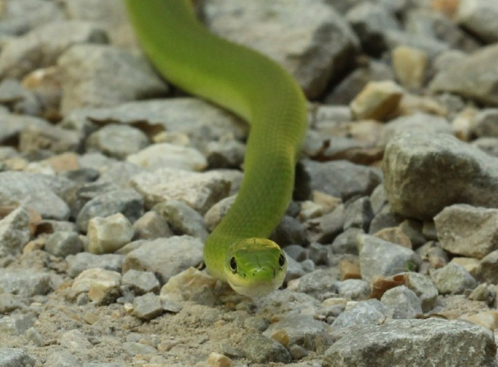 Rough Green Snake